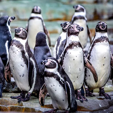 Hagenbecks Tierpark