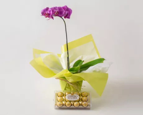 Orquídea Phalaenopsis Pink e Chocolate | Isabela Flores