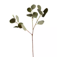 Stielblume Eukalyptus, L:56cm, grün - Depot DE